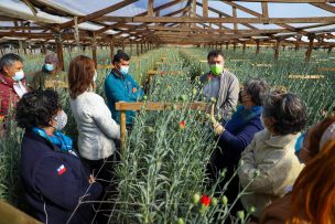 Ministerio de Agricultura releva cultivo de claveles en Región de Valparaíso con sistema que permite reutilización de agua