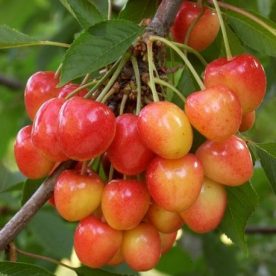 Agronomía UdeC apoyará a pequeños agricultores de Quillón en el cultivo de cerezas corazón de paloma