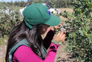 SAG aumenta aporte de controlador de Lobesia botrana a pequeños viñateros y productores de arándano de Ñuble