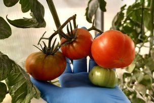 Conozca los tomates resistentes a sequía y salinidad