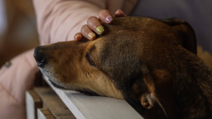 Proyecto busca otorgar permiso laboral por muerte de mascota