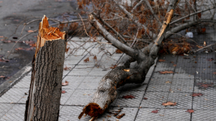 Ovalle: Mujer muere por caída de árbol sobre la carpa donde dormía