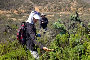 Investigación de CEAZA identificó las plantas que aprovechan de mejor forma el agua de niebla en Canela