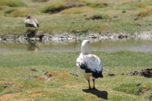 Taller combinó la ciencia y el arte para enseñar a apreciar y registrar la biodiversidad del Limarí