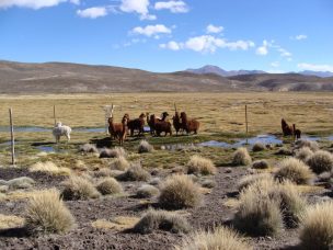 Presencia de camélidos en Antofagasta baja en 20%: crean mesa para impulsar el sector