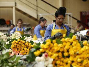 La norma que complica a los floricultores