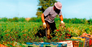 Pequeños agricultores de la Región Metropolitana: ¿Cómo trabajan para alcanzar sus objetivos de sustentabilidad?