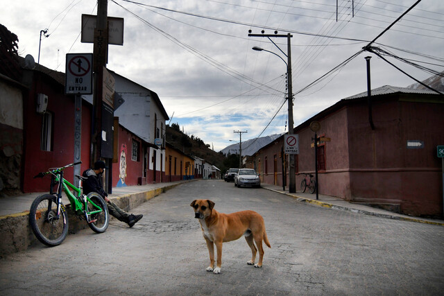 Sujeto mató a perrita tras ahorcarla a un letrero en Pozo Almonte