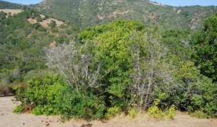 Científicos UFRO revelan que más de 200 mil hectáreas de bosque nativo se perdieron en 16 años