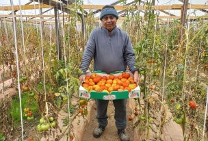 Productores de tomate limachino antiguo recibieron Sello Manos Campesinas por exitosa producción orgánica