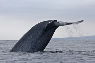 Investigación detectó la presencia de la ballena azul chilena frente a islas de Georgia del Sur