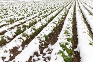 Efecto iglú: gotas de agua protegen a los cultivos de las heladas en el sector agrícola