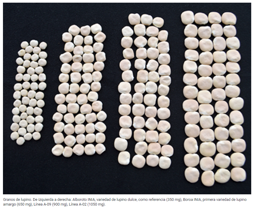 Productores de La Araucanía sacan cuentas alegres con la adopción de lupino amargo desarrollado por INIA