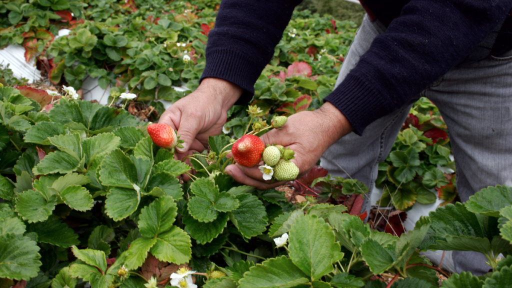 Solicitan al Ministerio de Agricultura acelerar entrega de ayudas económicas a productores de frutillas afectados por plaga