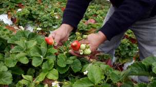 Minagri reafirma su compromiso en apoyo de los productores de frutillas afectados por nematodo