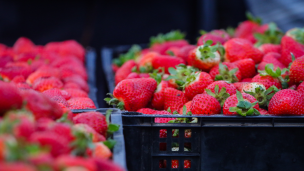 Ministerio de Agricultura declara emergencia agrícola por plaga que afecta a la producción de frutillas