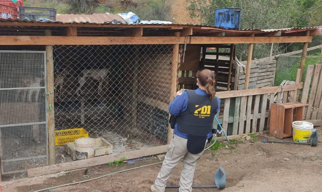 PDI rescató a 14 perros de un canil clandestino en Limache