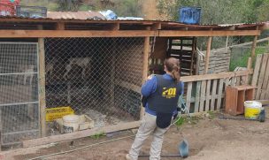 PDI rescató a 14 perros de un canil clandestino en Limache