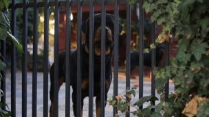 Perros rottweiler que atacaron a niña de cinco años serán trasladados a centro de adiestramiento