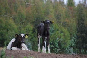 SAG Biobío llama a realizar la Declaración de Existencia Animal