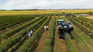 La agricultura del futuro: innovación científica que potencia el cultivo de manzanos en Chile