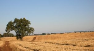 Agro de La Araucanía reitera que habrá caída del 20% de la expectativa de siembra, a días de terminar proceso