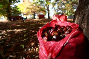 Proyectan “Food Hub” de castañas para lograr precios justos y desarrollar nuevos productos