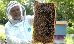 Desarrollan fármaco natural para prevenir y controlar patógeno mundial en abejas melíferas