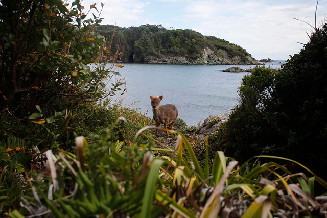 “Esto no se puede quedar sin investigar”: Indignación generó muerte de pudú que fue golpeado por una mujer en Dalcahue