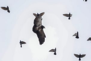 FOTOS | Avistan a un águila volando en Santiago Centro