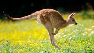 Hombre de 77 años murió tras ser atacado por un canguro en Australia