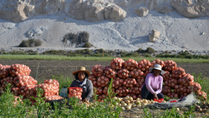 CNR abre postulaciones a nuevo concurso online gratuito para mujeres agricultoras