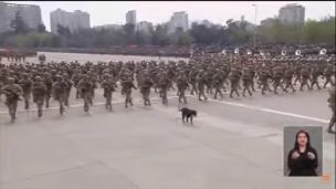 Tierna imagen: Perro se infiltró en la Parada Militar