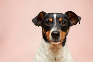 Guía para mantener a su perro sano y feliz