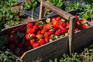 Ministerio de Agricultura anuncia nuevas medidas para apoyar a productores de frutillas afectados por plaga