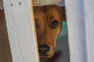 Anuncian proyecto de ley que reconoce a los animales como seres sintientes y crea el Registro Nacional de maltratadores