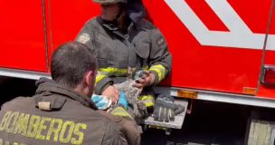 Bomberos rescatan a gatito de incendio en Santiago Centro