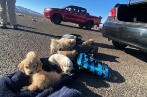 Carabineros detiene a sujeto que llevaba 10 cachorros en mochilas: Uno de los perros estaba muerto