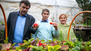 SAG autoriza primera partida de plantas de frutillas tratadas y libres de nematodo