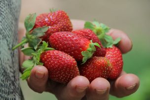 SAG supervisa viveros para que productores dispongan de plantas de frutillas libres de plaga en breve plazo