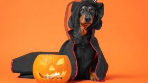 Halloween: Colmevet entrega tips para cuidar el bienestar de tus mascotas en esta festividad