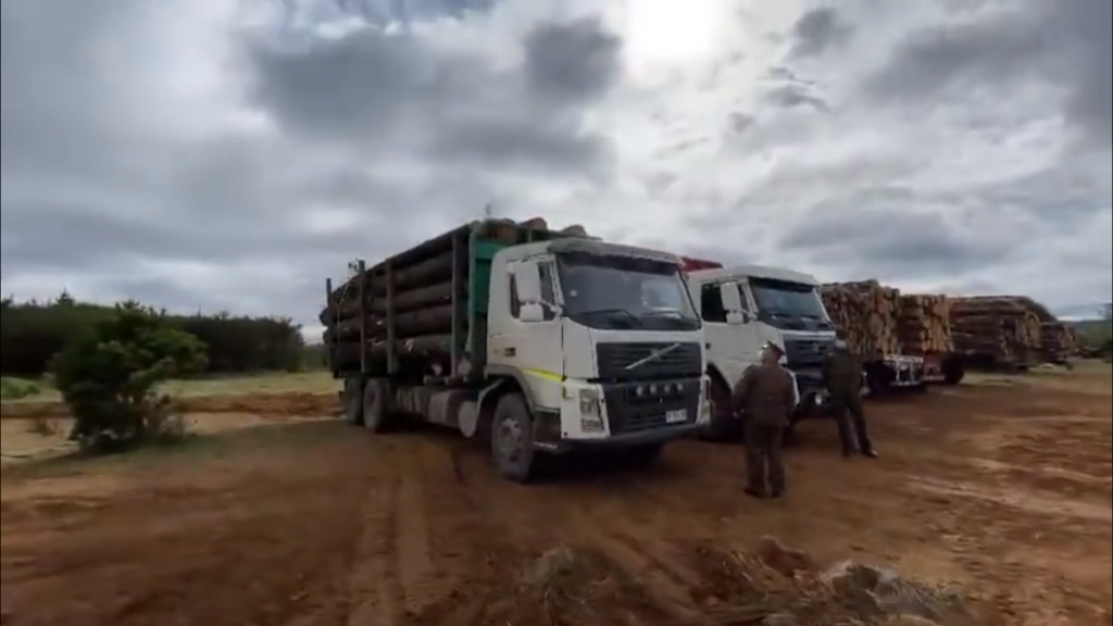 Carabineros detiene a “El Mentolato”, cabecilla de bandas que se dedican al robo de madera en Arauco