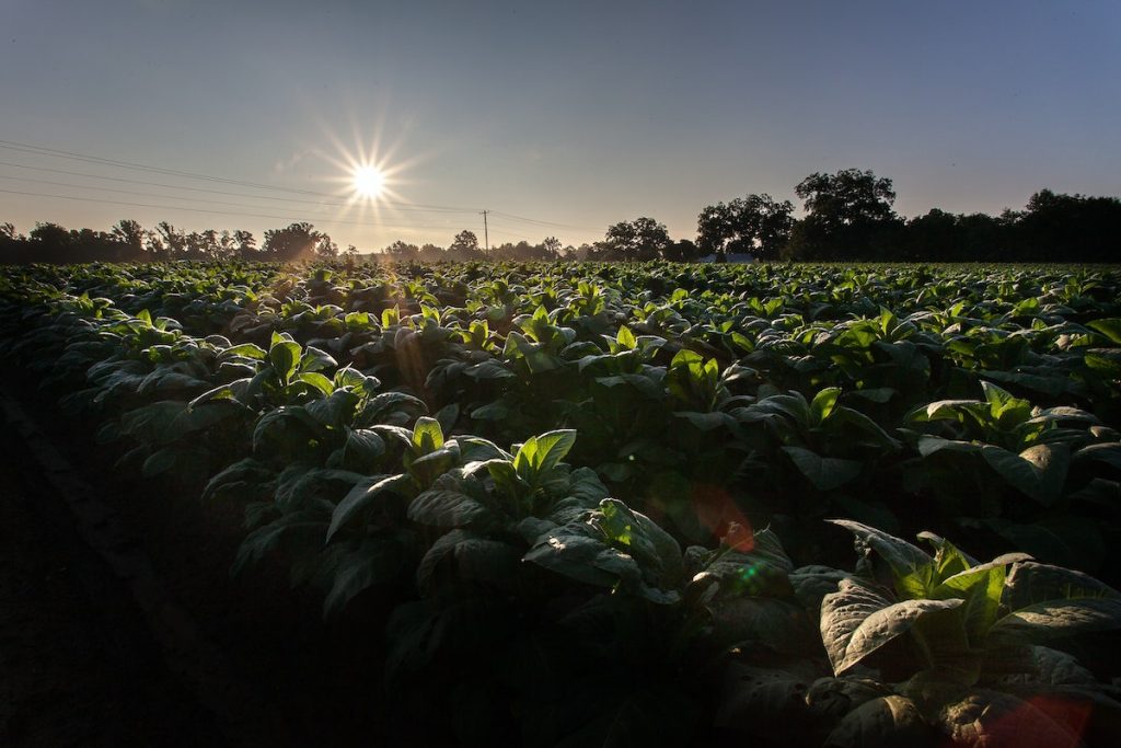 Agricultura inteligente: conoce cómo mejorar la producción de tus campos