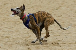 Congreso rechaza proyecto que prohíbe las carreras de perros