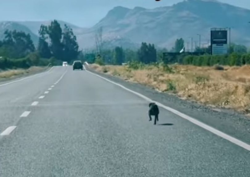 “Me rompe el corazón”: Vecina de Colina recogió a un perro que había sido abandonado