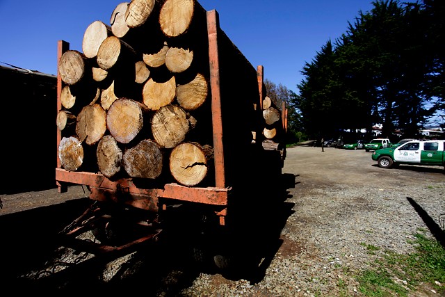Corte de Apelaciones revocó libertad de “El Mentolato” y quedó en prisión preventiva por robo de madera