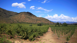 Gobierno evaluará continuidad del estado de emergencia agrícola en el país