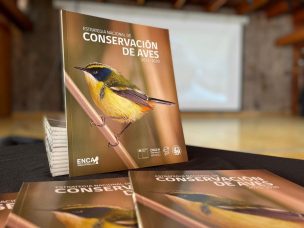 Ministerio del Medio Ambiente presenta Estrategia Nacional de Conservación de Aves que busca proteger a más de 500 especies que habitan en Chile