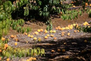 Hasta 37°C: Meteorología emite advertencia agrometeorológica por altas temperaturas