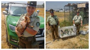 Carabineros recupera 11 loros y dos pudúes tras denuncia por robo en Mostazal